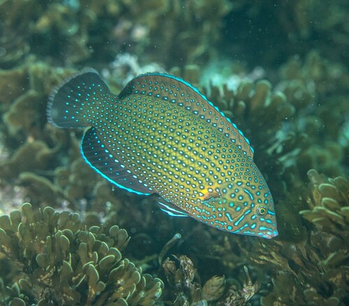 Blue spotted wrasse (Anampses caeruleopunctatus) — Labridae — 4