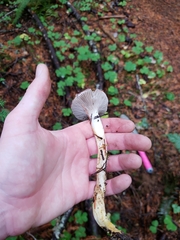 Gomphidius subroseus