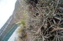 Ephedra compacta
