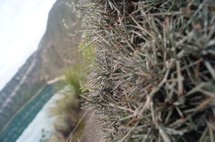 Ephedra compacta