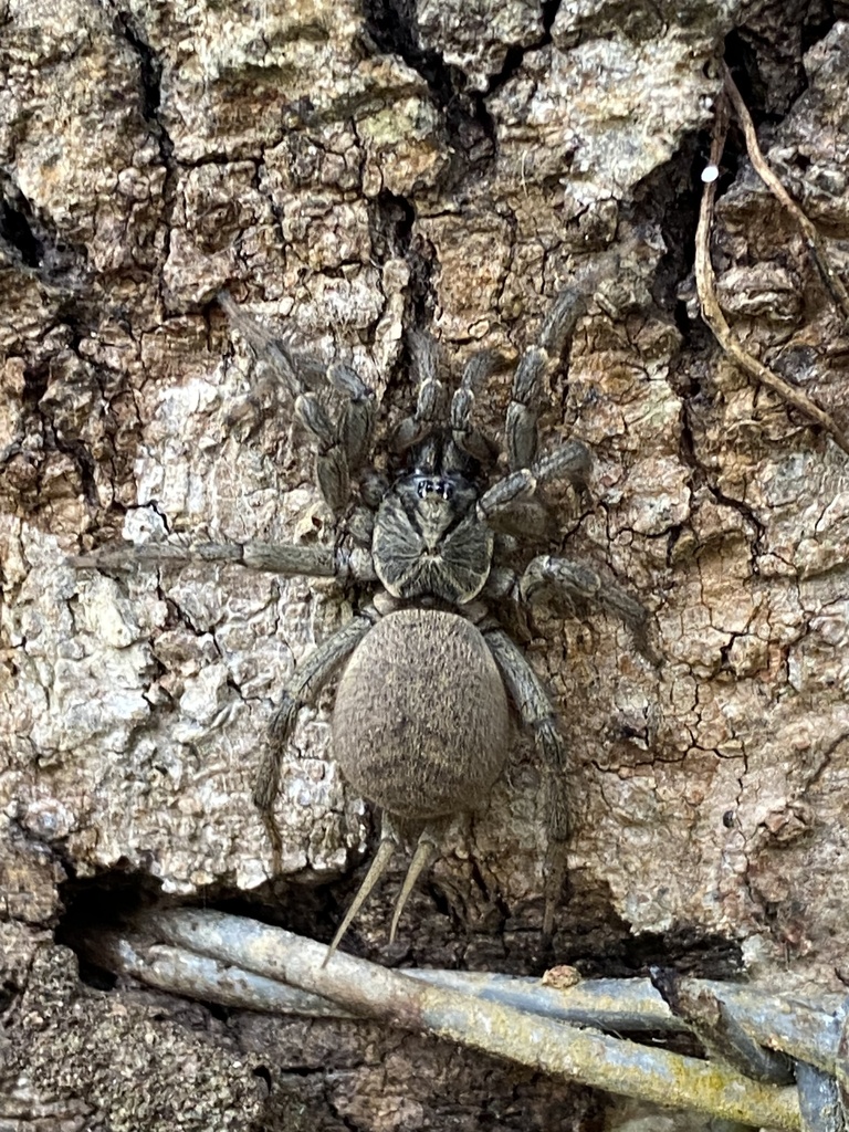 Ischnothele digitata