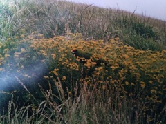 Cyanoramphus forbesi