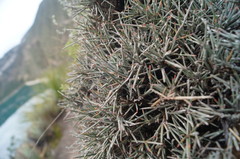 Ephedra compacta