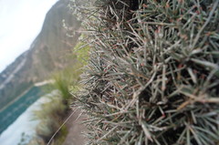 Ephedra compacta