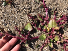 Chenopodium macrospermum