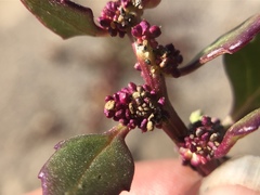 Chenopodium macrospermum