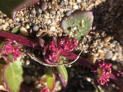 Chenopodium macrospermum