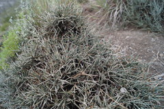 Ephedra compacta