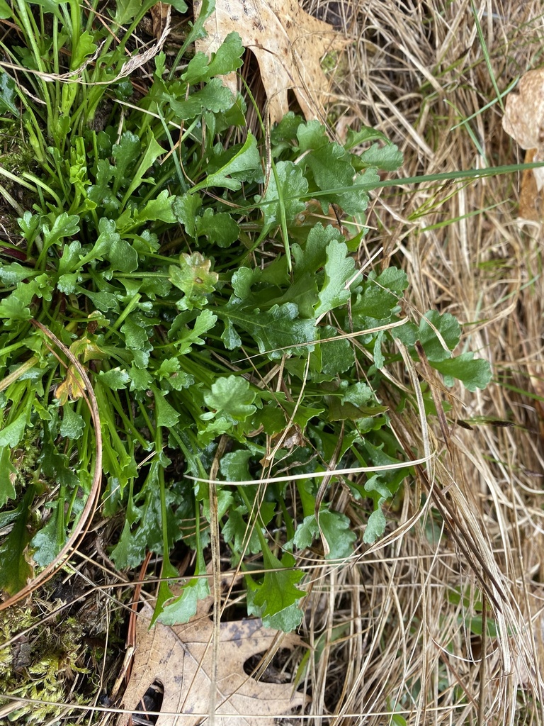 oxeye daisy from CTHCH, Coloma, WI, US on May 5, 2023 at 1005 AM by
