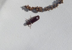 Melalgus plicatus