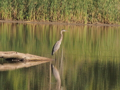 Ardea herodias