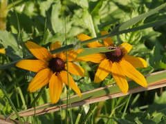 Rudbeckia hirta