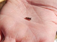 Melalgus plicatus