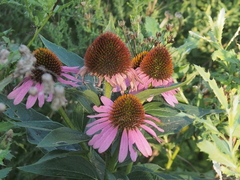 Echinacea purpurea