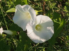 Calystegia sepium