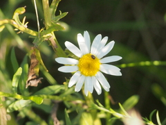 Leucanthemum vulgare