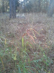 Sorghastrum elliottii