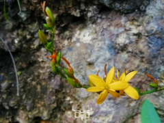 Echeandia michoacensis