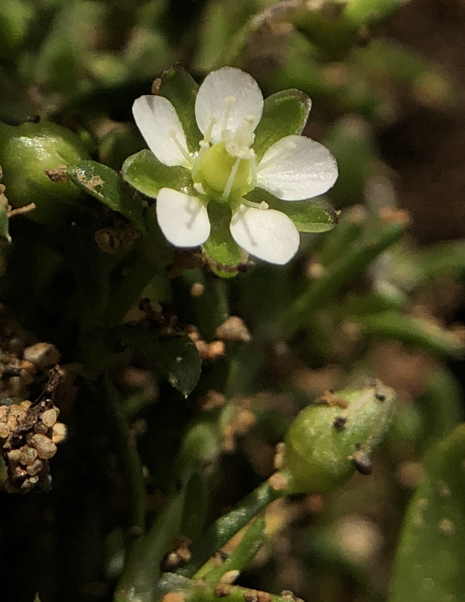 Sagina maxima ssp. crassicaulis