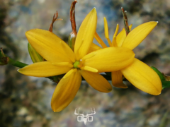 Echeandia michoacensis