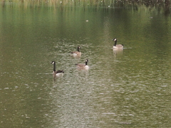 Branta canadensis