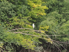Ardea alba