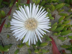 Disphyma australe australe