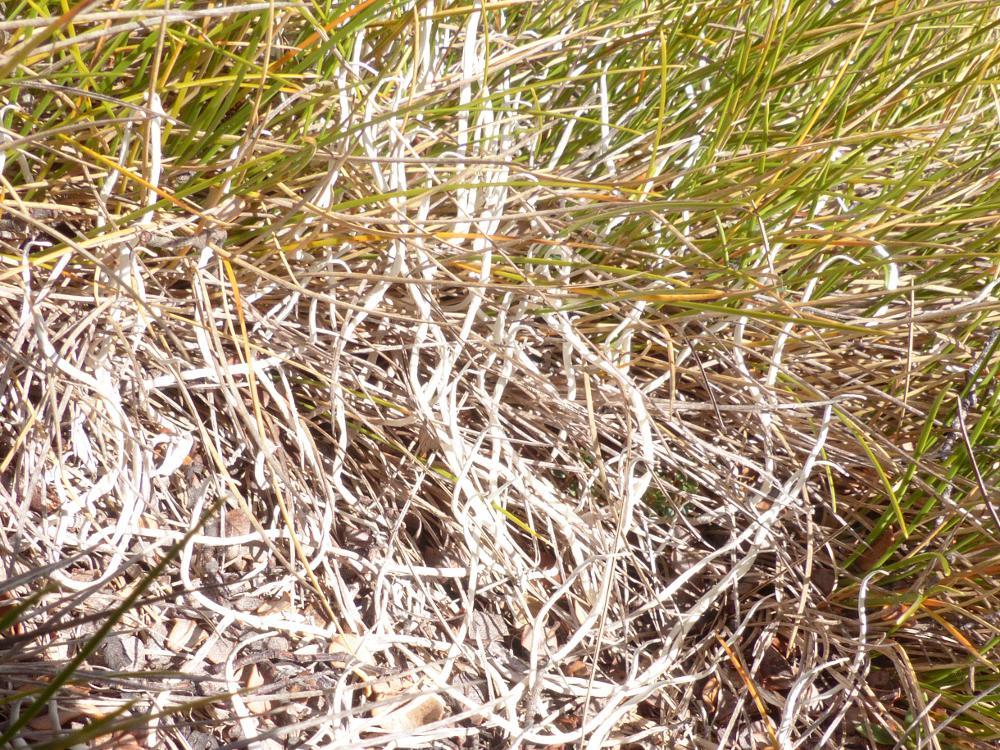 Thamnolia vermicularis ssp. vermicularis image