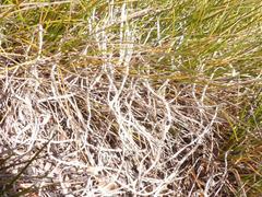 Thamnolia vermicularis vermicularis