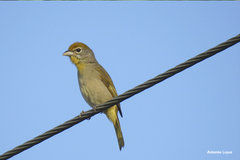 Piranga roseogularis