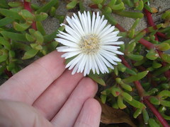 Disphyma australe australe