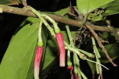 Satyria panurensis