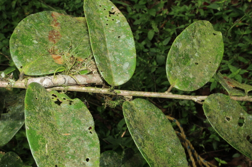 Satyria panurensis, photograph 1