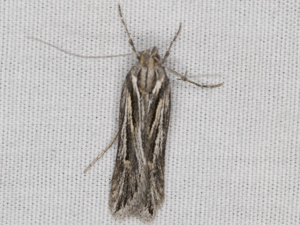 Prolita recens
