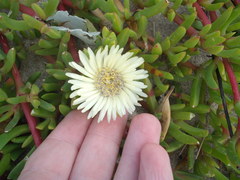 Disphyma australe australe