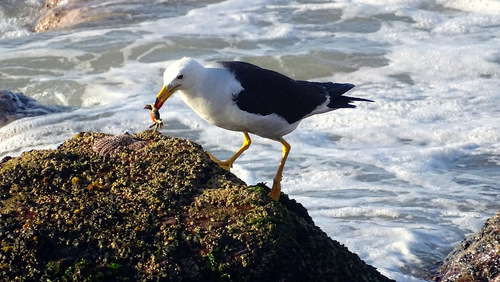 Belcher's Gull (Larus belcheri), photo 6