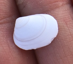 Tellina nuculoides
