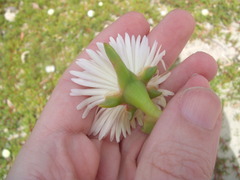 Disphyma australe australe