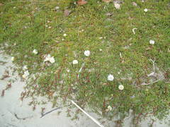 Disphyma australe australe