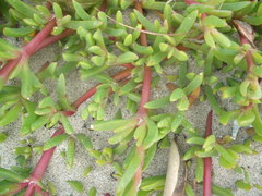 Disphyma australe australe