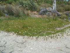 Disphyma australe australe