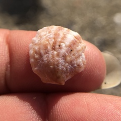 Crepipatella lingulata