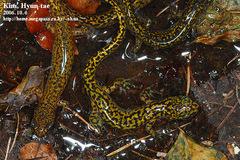 Onychodactylus koreanus