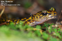 Onychodactylus koreanus