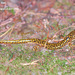 Salamandra-de-Garras-Coreana - Photo (c) Kim, Hyun-tae, alguns direitos reservados (CC BY), uploaded by Kim, Hyun-tae