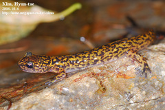 Onychodactylus koreanus