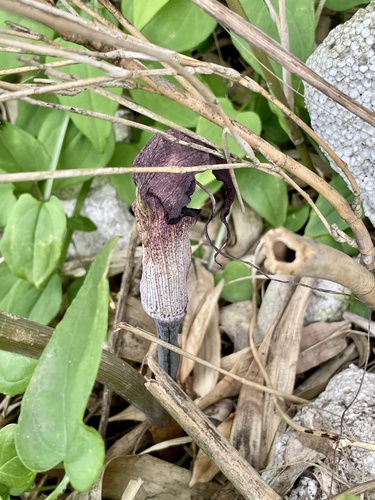 Arisaema thunbergii