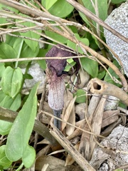 Arisaema thunbergii