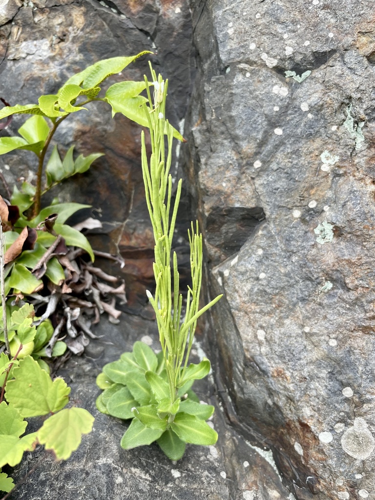 Arabis stelleri; photograph りなべる, CC BY, iNaturalist via GBIF