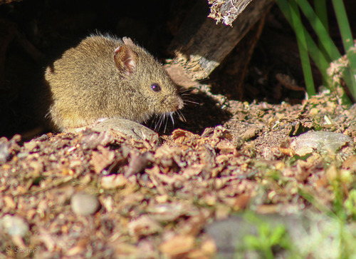 Olive Grass Mouse